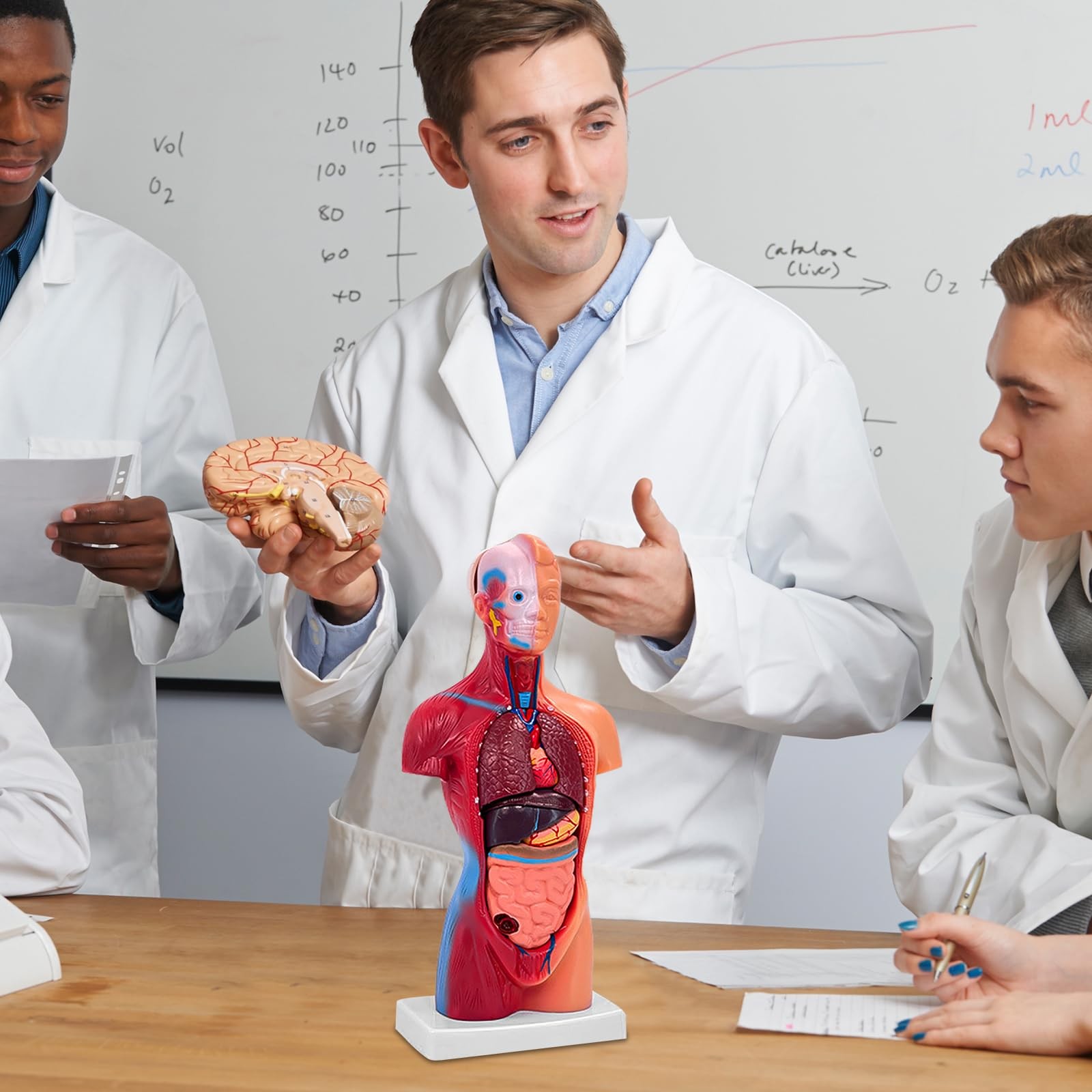 11 Inch Small Human Body Model for Anatomy Study – 15 Detachable Parts Educat…