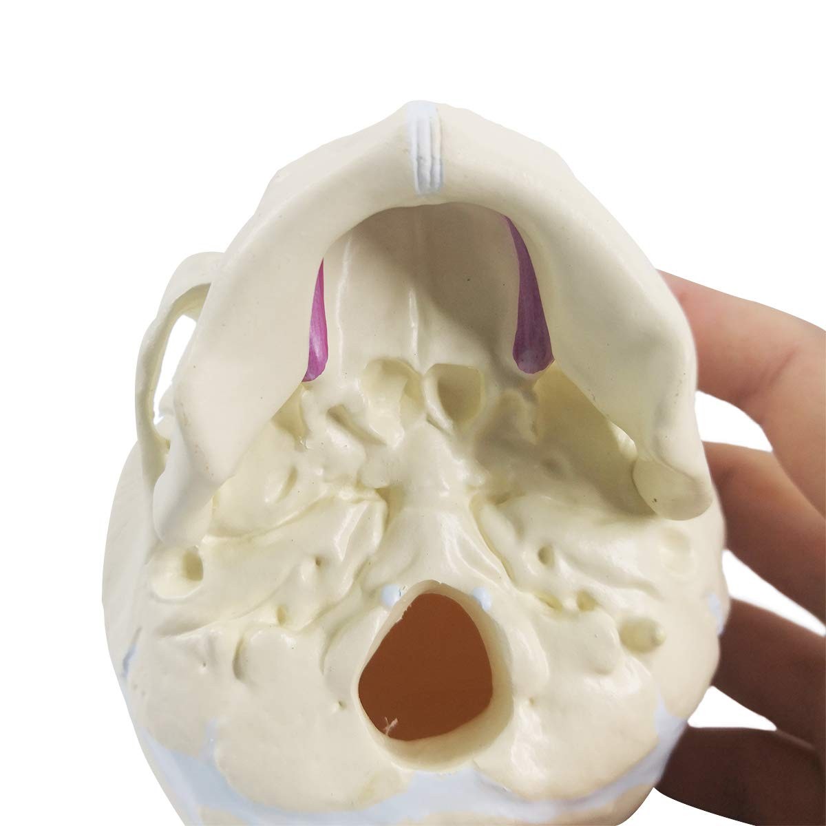 Human Infant Skull Model, Life Sized Fetus Anatomy Skull Model for Medical Te…