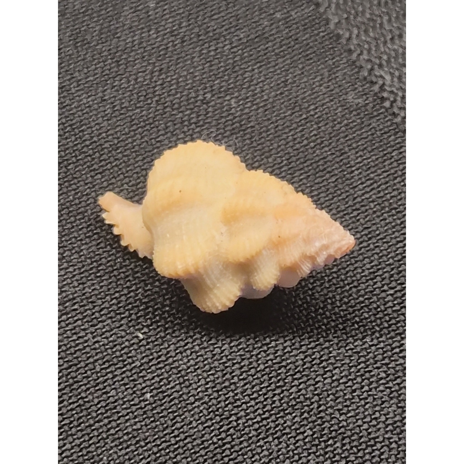 Latiaxis voremis Watson 22mm Seashell Bohol Philippines w/ Label