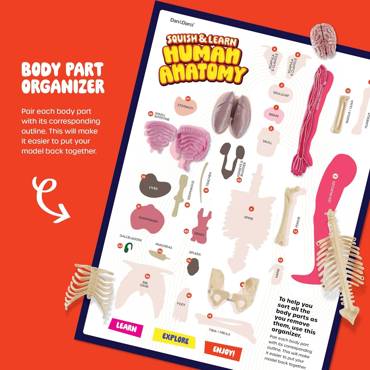 Dan&Darci Human Anatomy Squishy Body Model – Science Kits for Kids Ages 4-8 – ST