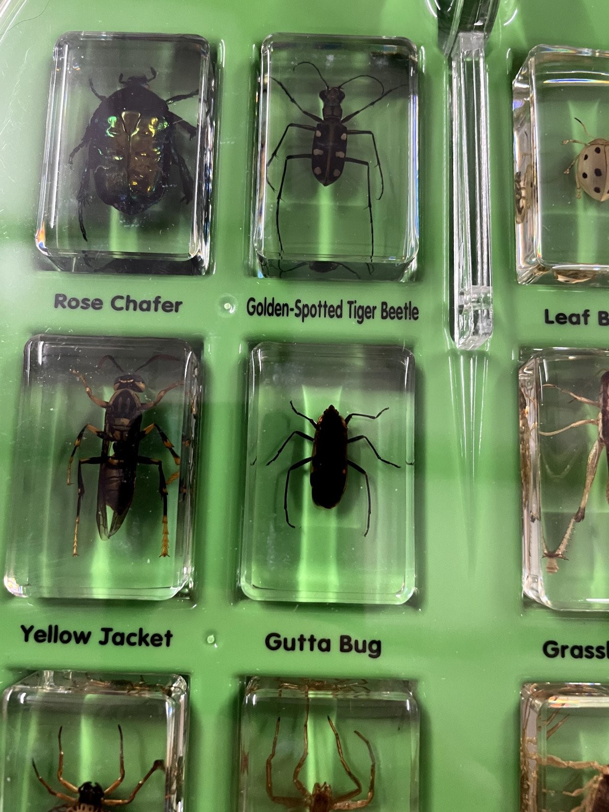 Lakeshore Learning Real Bugs Discovery Kit – 12 Actual Insect Specimens