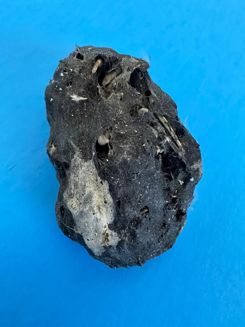 6 Large Owl Pellet Pack (2+ inch)