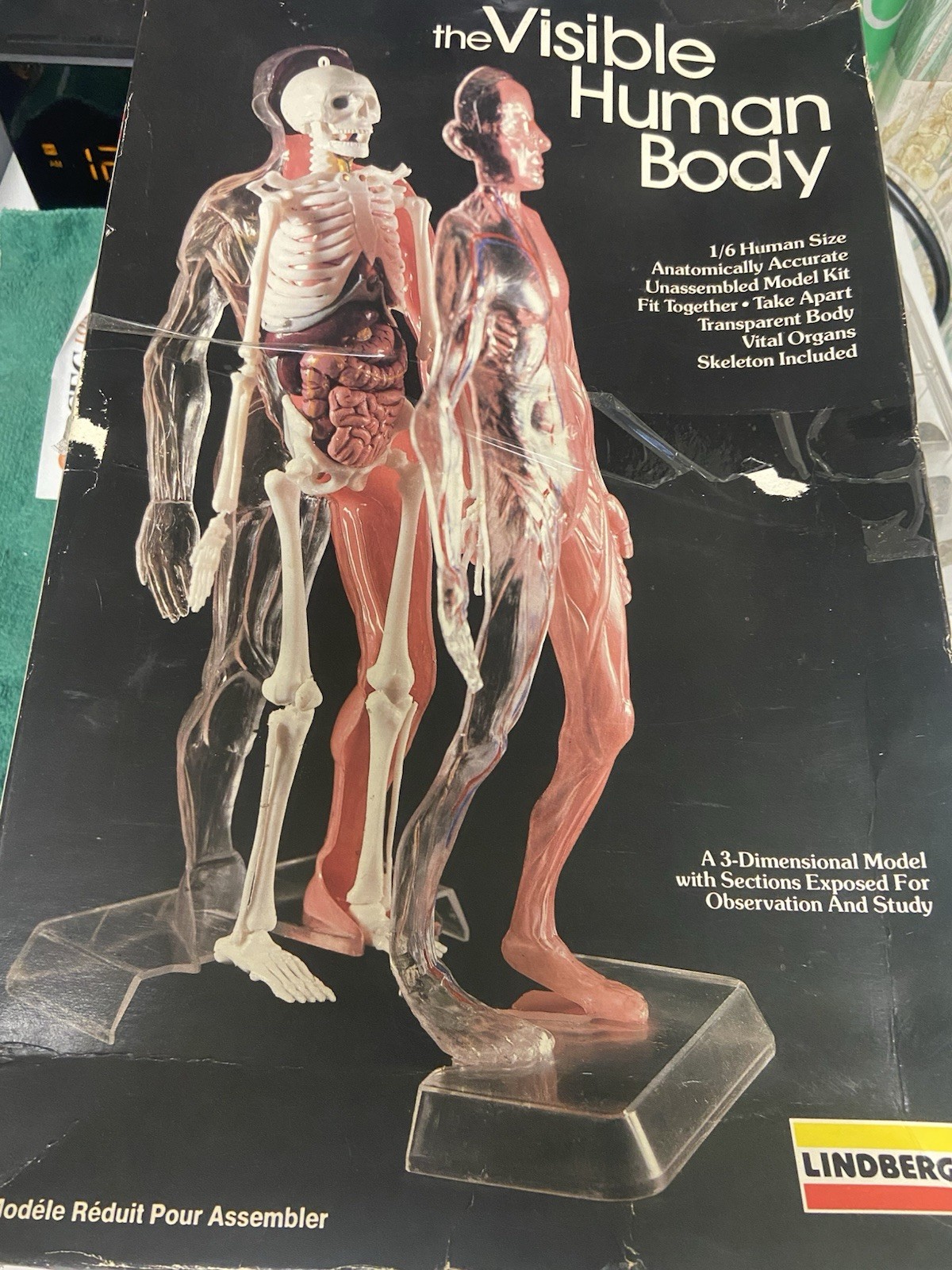 THE VISIBLE HUMAN BODY 1984 1/6 scale PLASTIC 3D MODEL KIT by LINDBERG