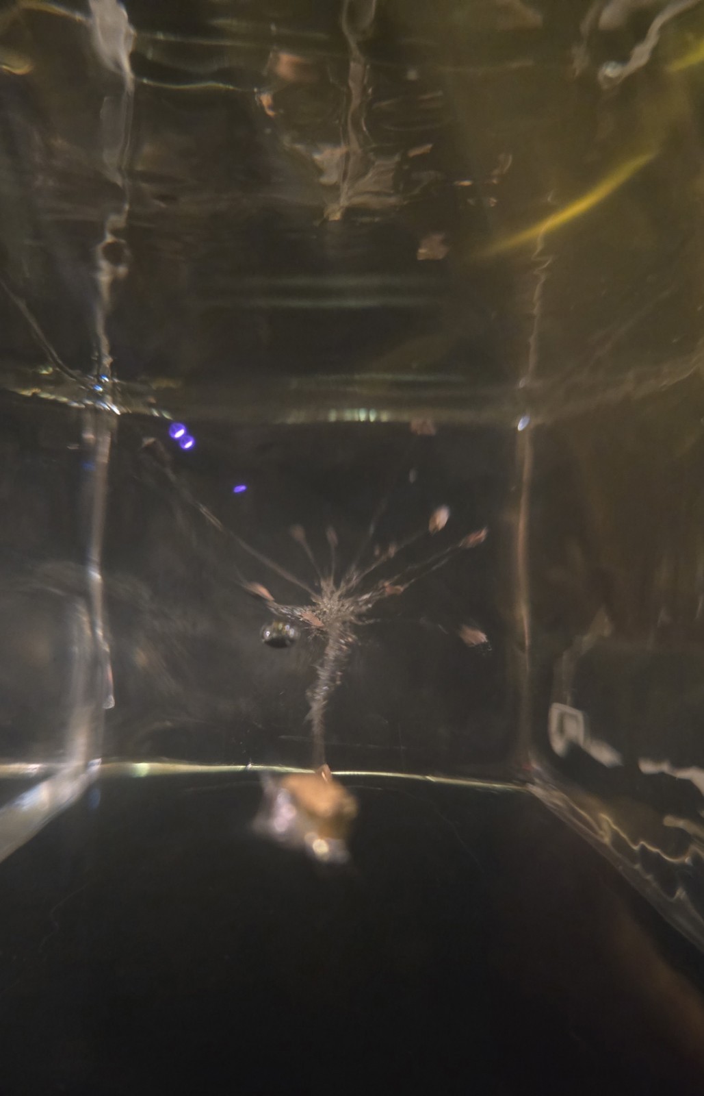 CLEAR BALLISTICS GELATIN WITH FRAG. AMMO. 20X8X8 IN A CASE. NICE EXAMPLE…