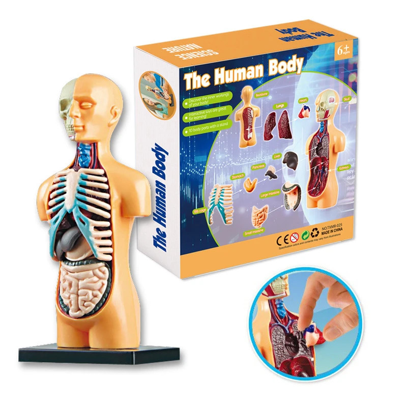3D Human Body Torso Model Educational Assembly Learning DIY Toys Human Body Orga