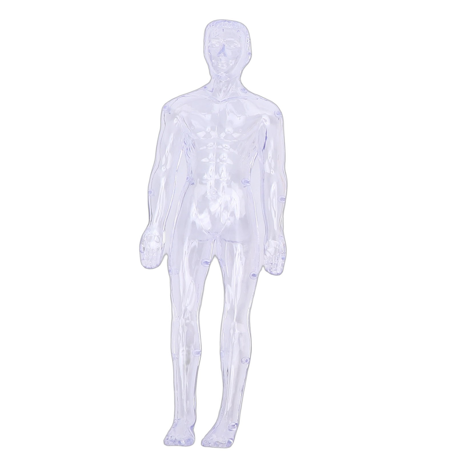 1-Clear Human Body Skeleton Model Kit 3D Human Anatomy Structure Model Kit