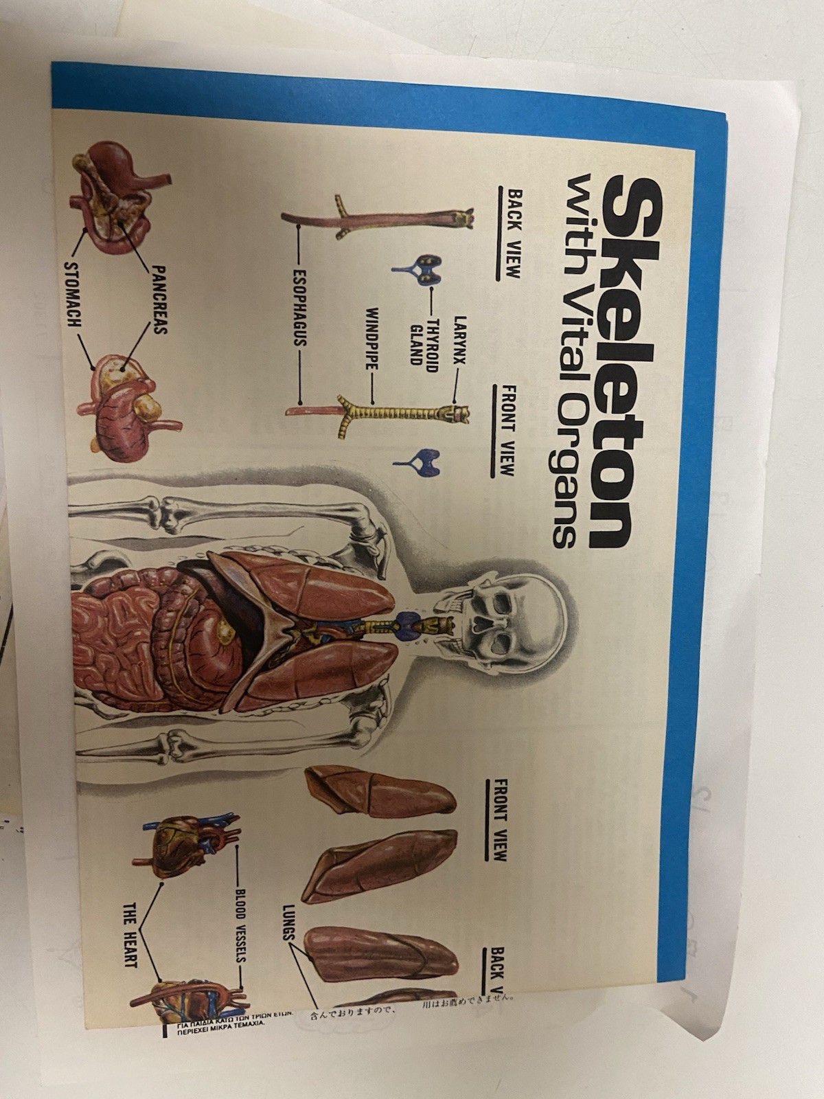 THE VISIBLE HUMAN BODY 1984 1/6 scale PLASTIC 3D MODEL KIT by LINDBERG