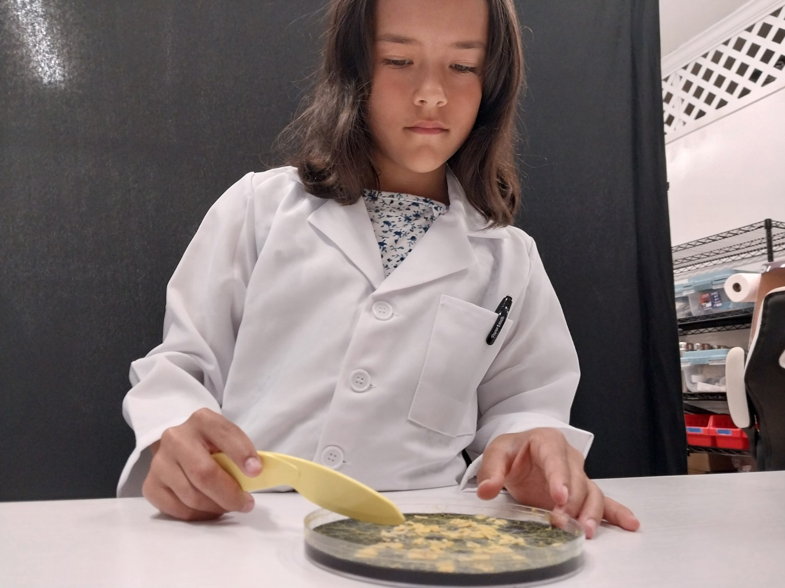 Slime Mold Educational Science Kit Physarum Polycephalum Study Project