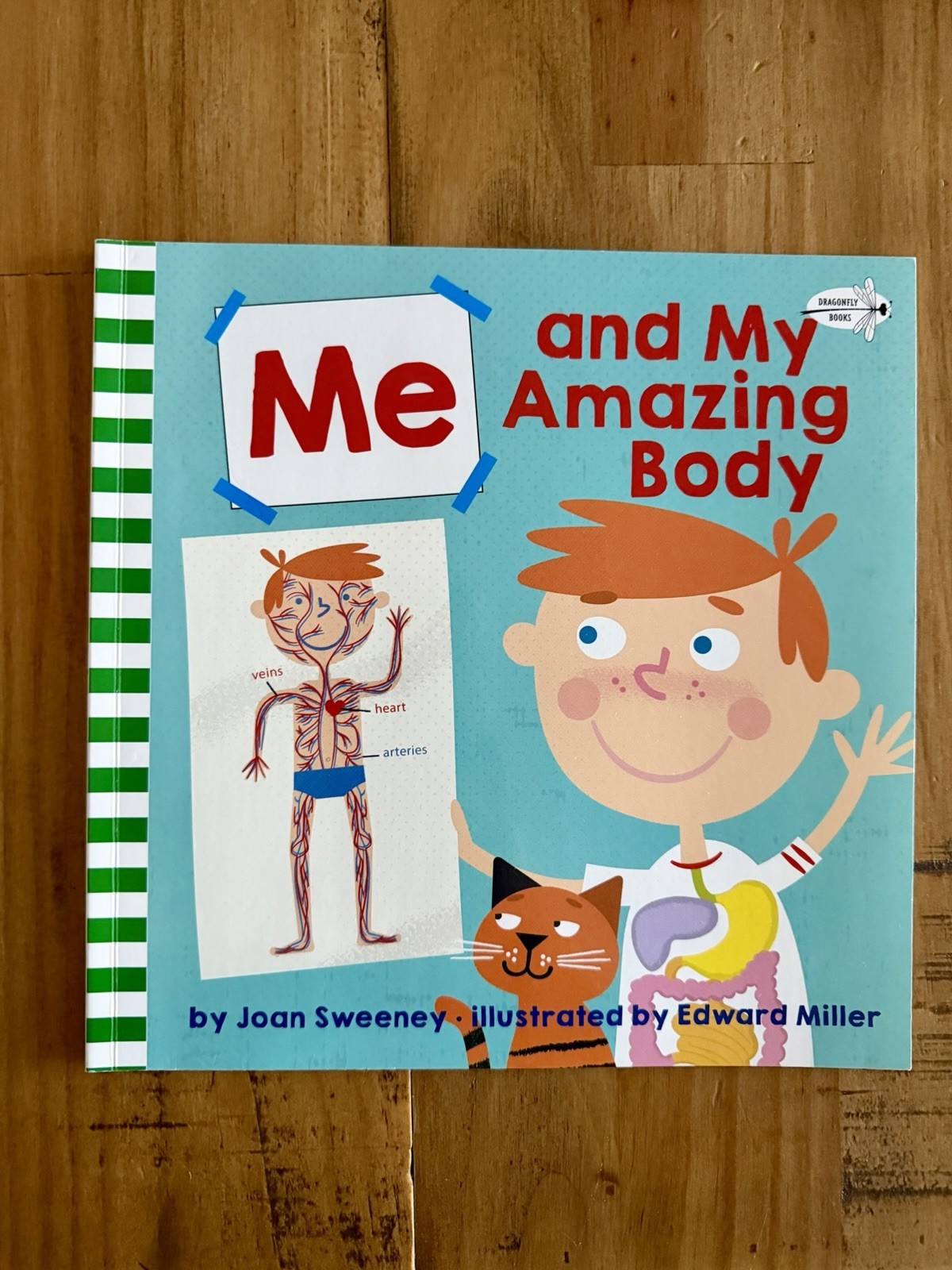 Body Human Body learning For Children Set Of 3 Montessori Hands on Learning