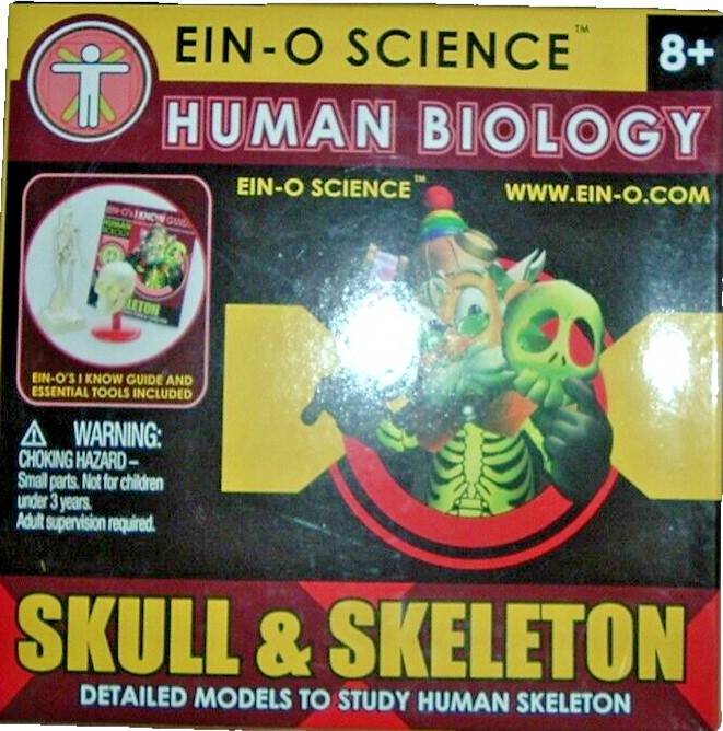 Human Biology – SKULL & SKELETON – Models of Human Skeleton – A STEM Science Toy