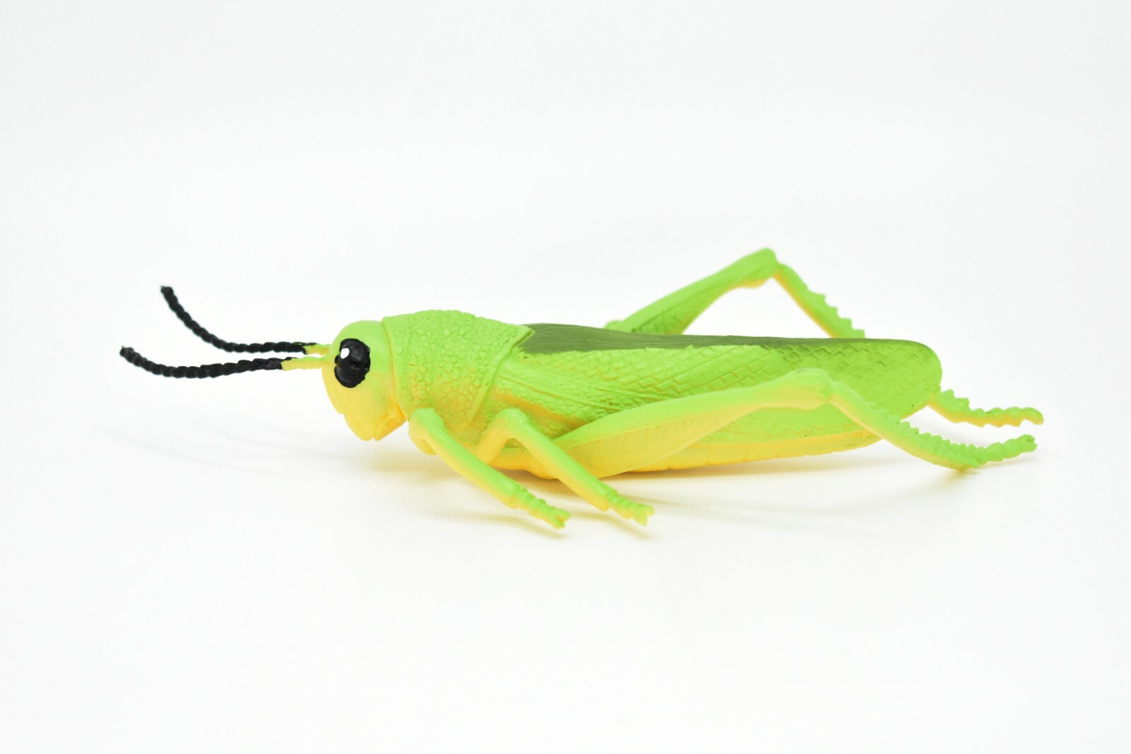 Grasshopper, Rubber Toy Insect, Realistic Figure, Model, Replica Kids 7″ F2059