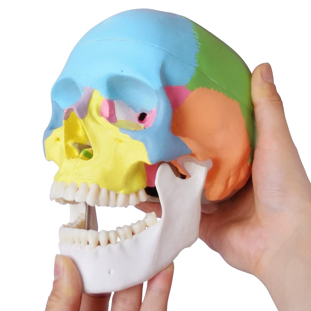 Merinden Painted Human Skull Model Life Size Replica Medical Anatomy Adult