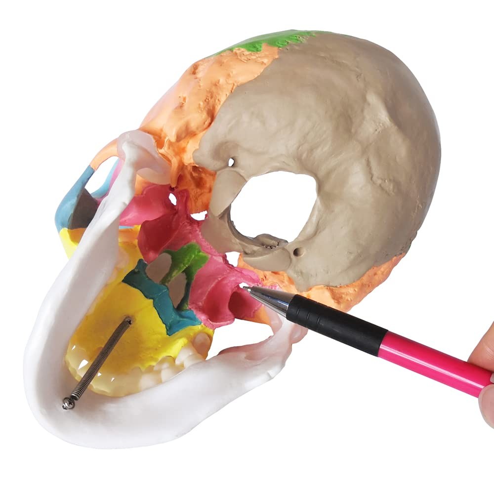 Merinden Painted Human Skull Model Life Size Replica Medical Anatomy Adult