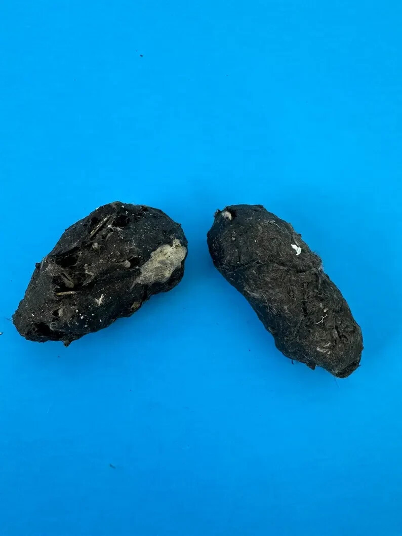 6 Large Owl Pellet Pack (2+ inch)