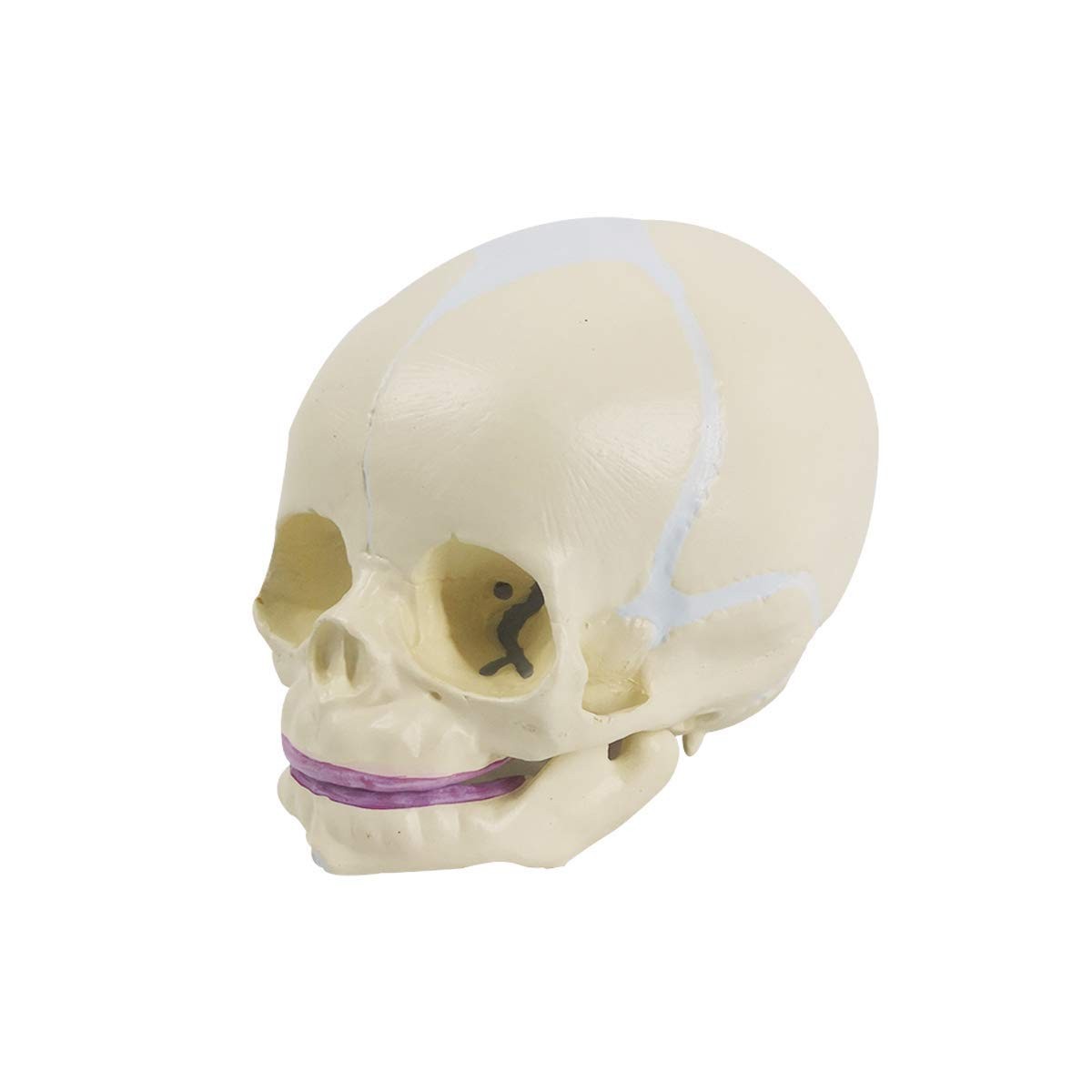 Human Infant Skull Model, Life Sized Fetus Anatomy Skull Model for Medical Te…