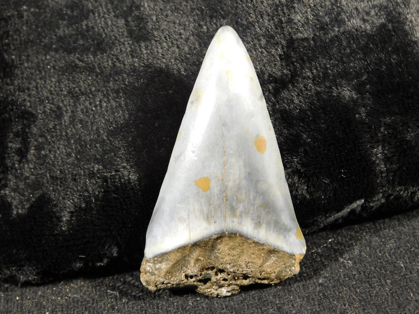 NICE! Ancestral Great WHITE SHARK Tooth Fossil 100% Natural 6.31