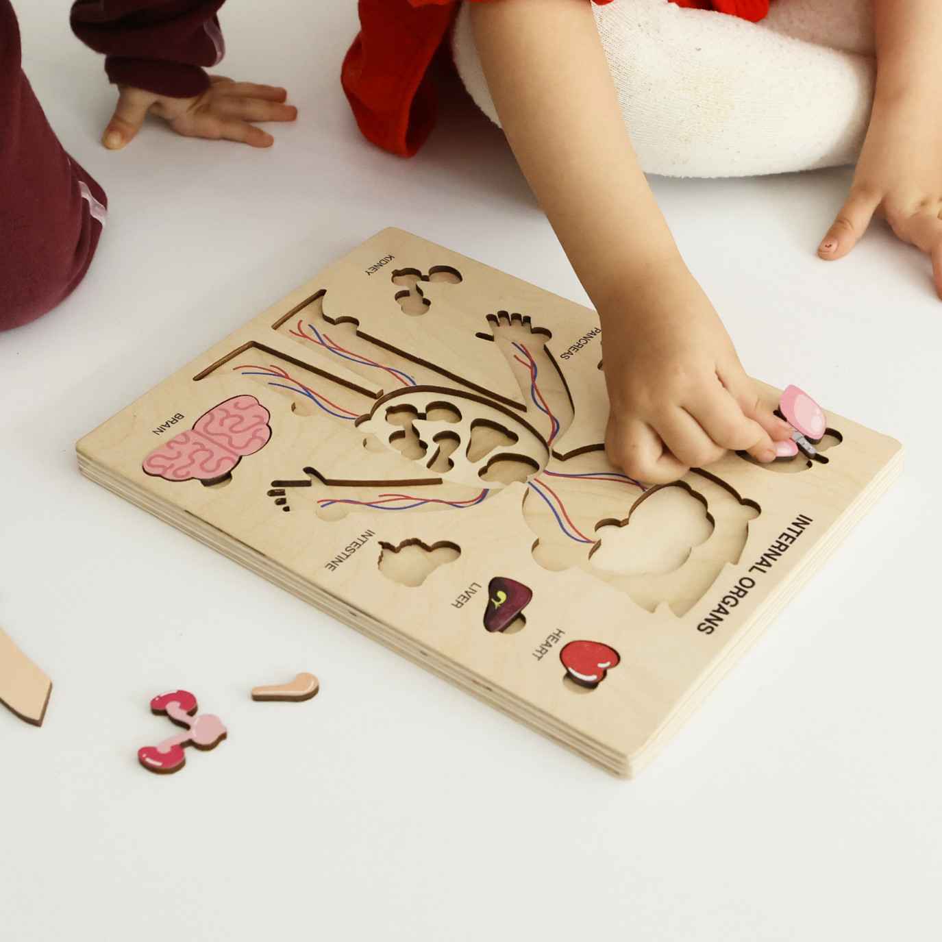 Montessori Wooden Human Body Puzzle – Organs & Stand, STEM Educational (Ages 3+)