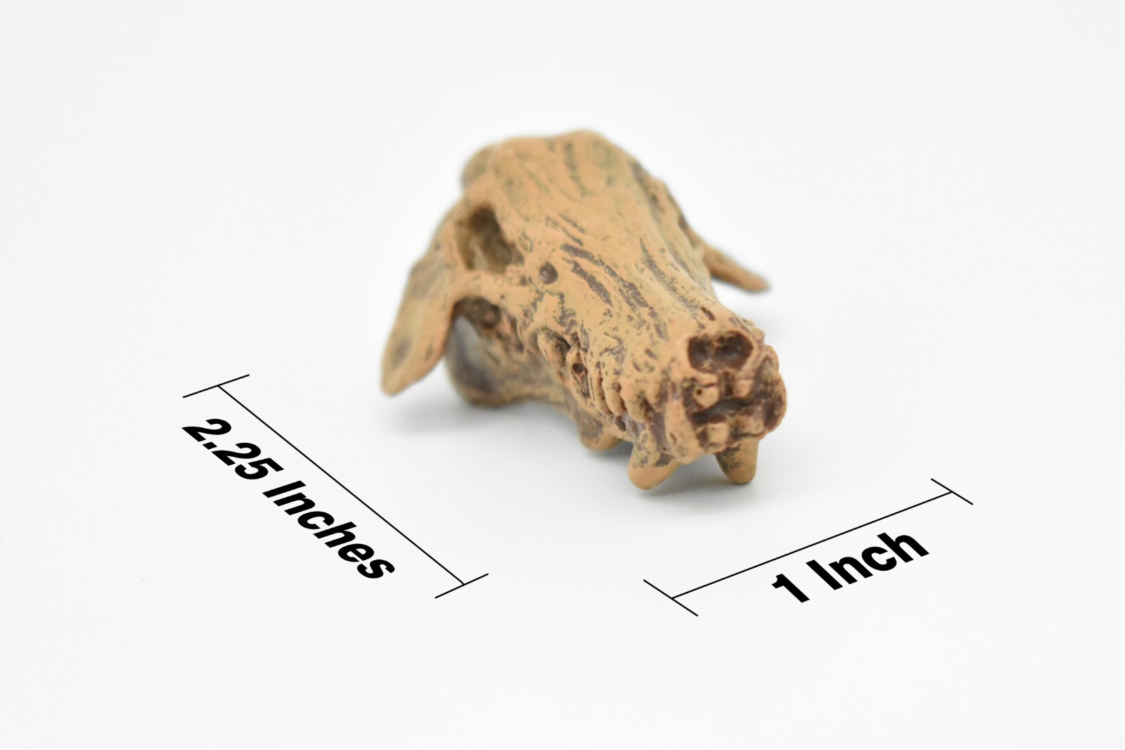Daeodon, Terrible Pig Fossil Skull, Realistic Plastic Replica 2 1/4″ F3520B204