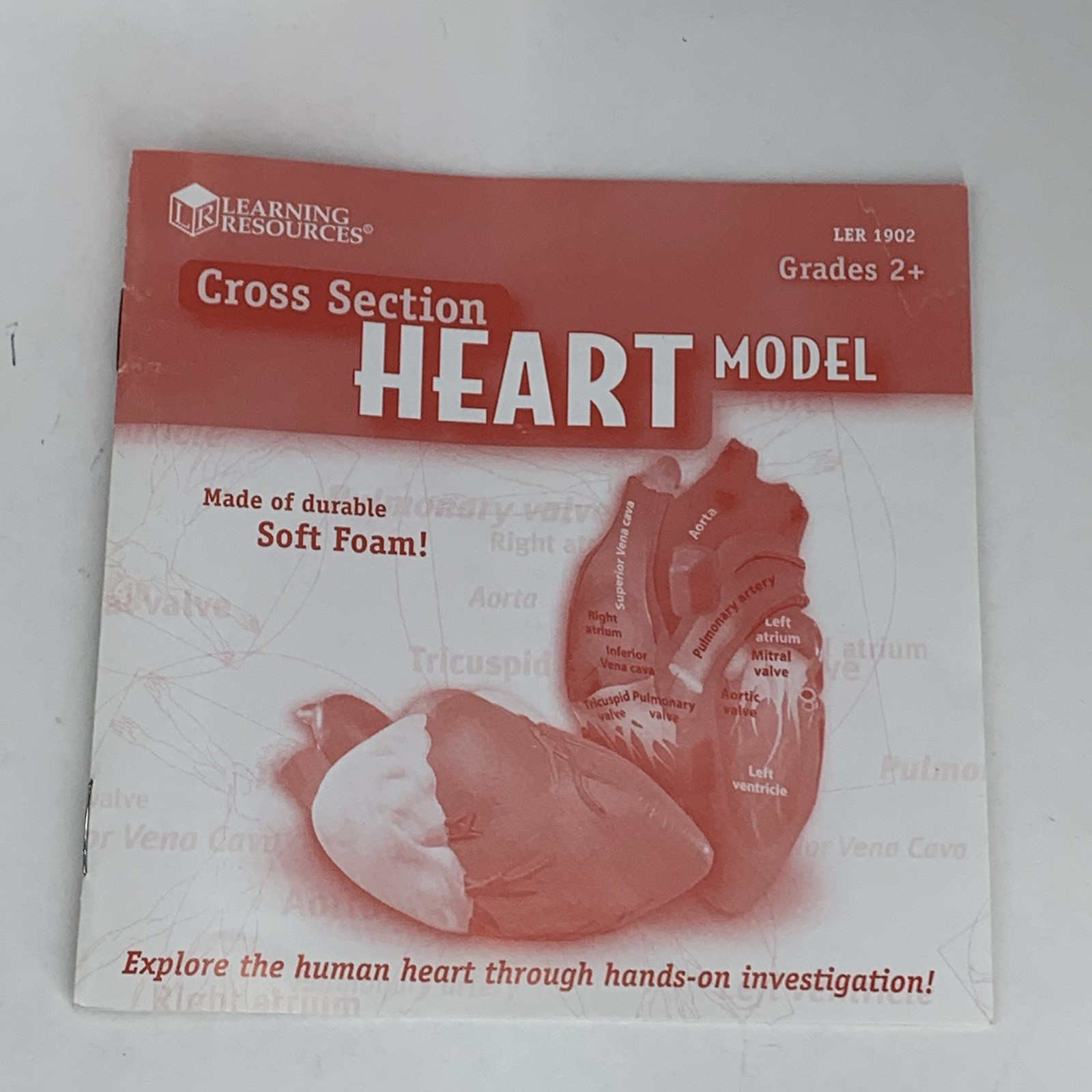 Cross Section HEART Model Learning Resources LER 1902 Soft Foam Anatomy Grade 2+