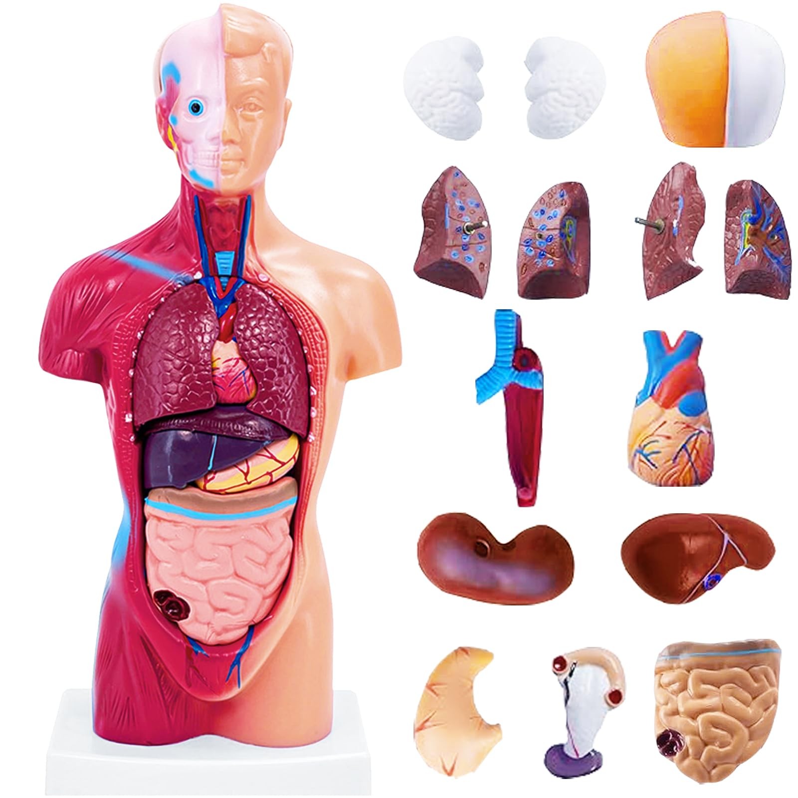 11 Inch Small Human Body Model for Anatomy Study – 15 Detachable Parts Educat…