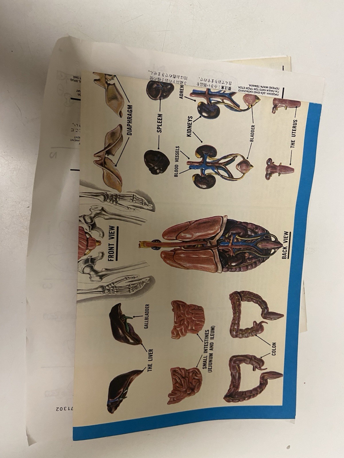THE VISIBLE HUMAN BODY 1984 1/6 scale PLASTIC 3D MODEL KIT by LINDBERG
