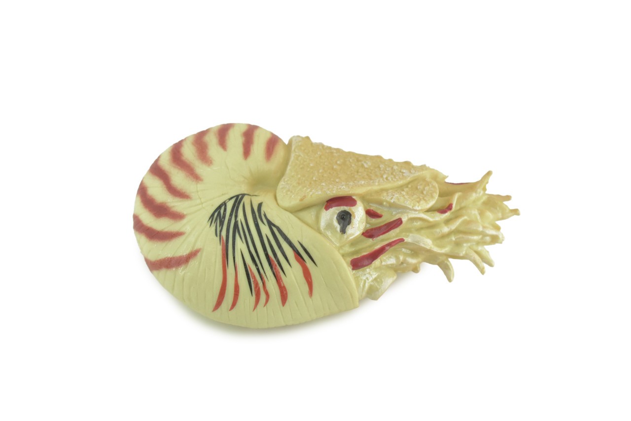 Nautilus Toy, Museum Quality, Hand Painted Rubber Gifts, 4 Inches. CH1009 BB217