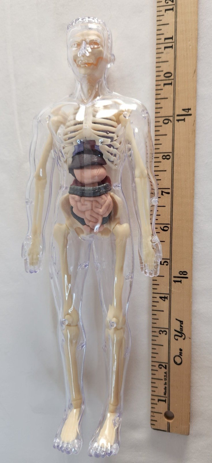 Clear Human Body Skeleton Model Kit 3D Human Anatomy Structure Model Kit