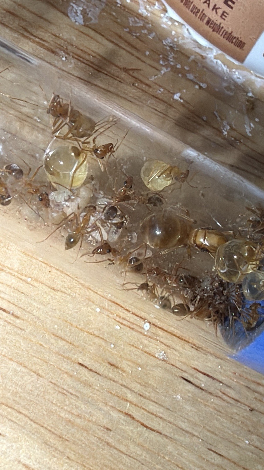 SPRING SALE! CARAMEL Myrmecocystus Mexicanus Colony~10w Queen Ant -Insect feeder