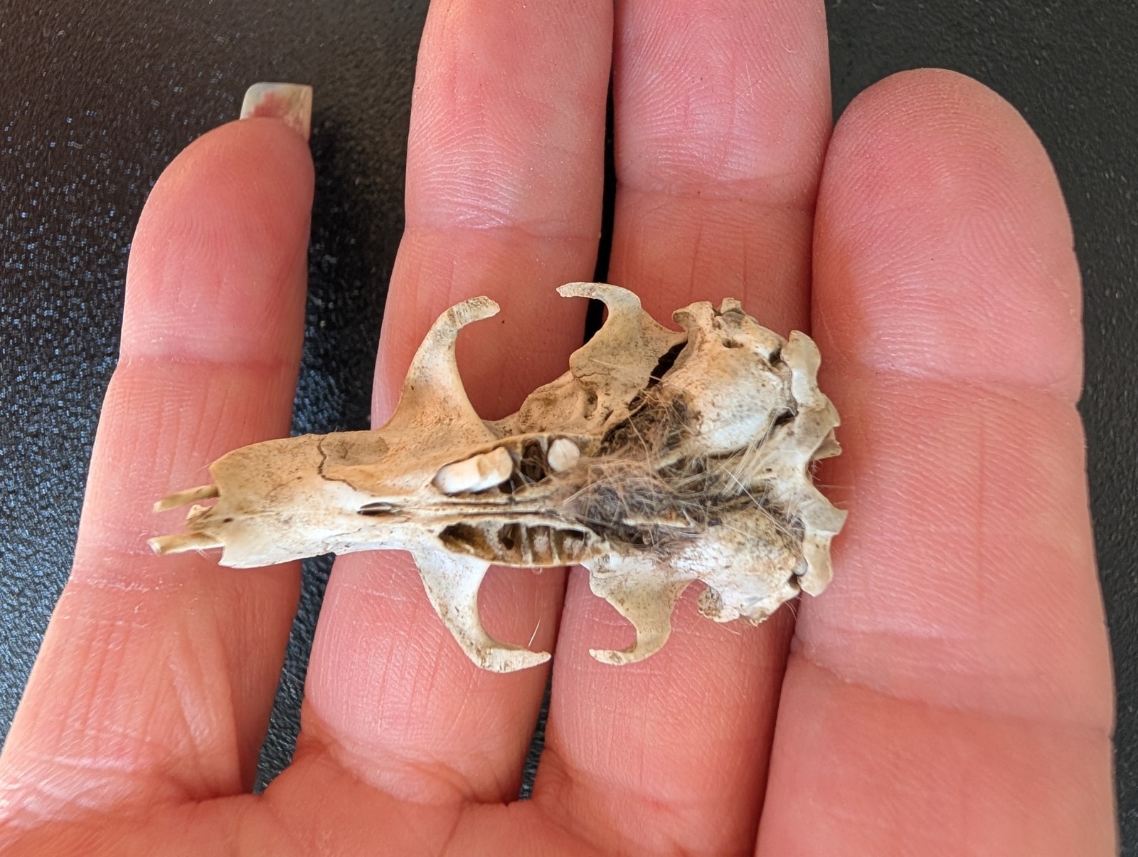 10 Owl Pellet Skulls with/without Braincases. Bone Brush/ Chart/Storage.