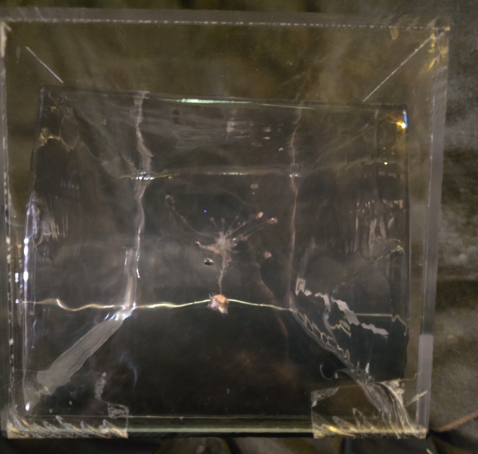 CLEAR BALLISTICS GELATIN WITH FRAG. AMMO. 20X8X8 IN A CASE. NICE EXAMPLE…