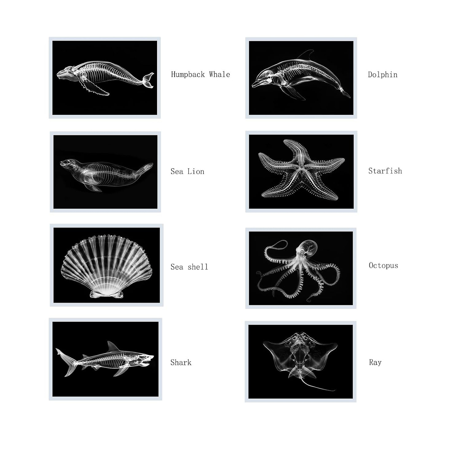 Animal X-Ray Images Set of 16 Simulation Specimens Science Education Materials