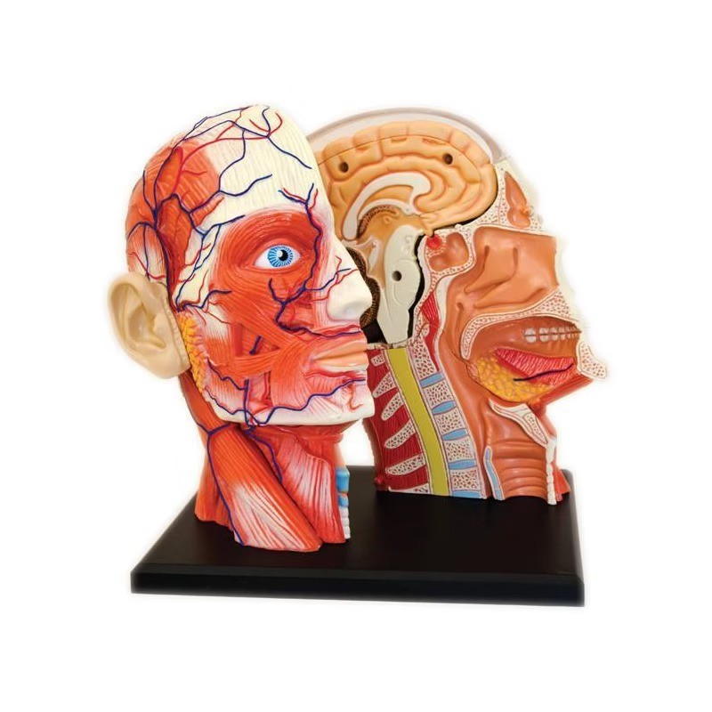 4D Human Anatomy Head Anatomy Model 14 Detachable Parts Educational Tool