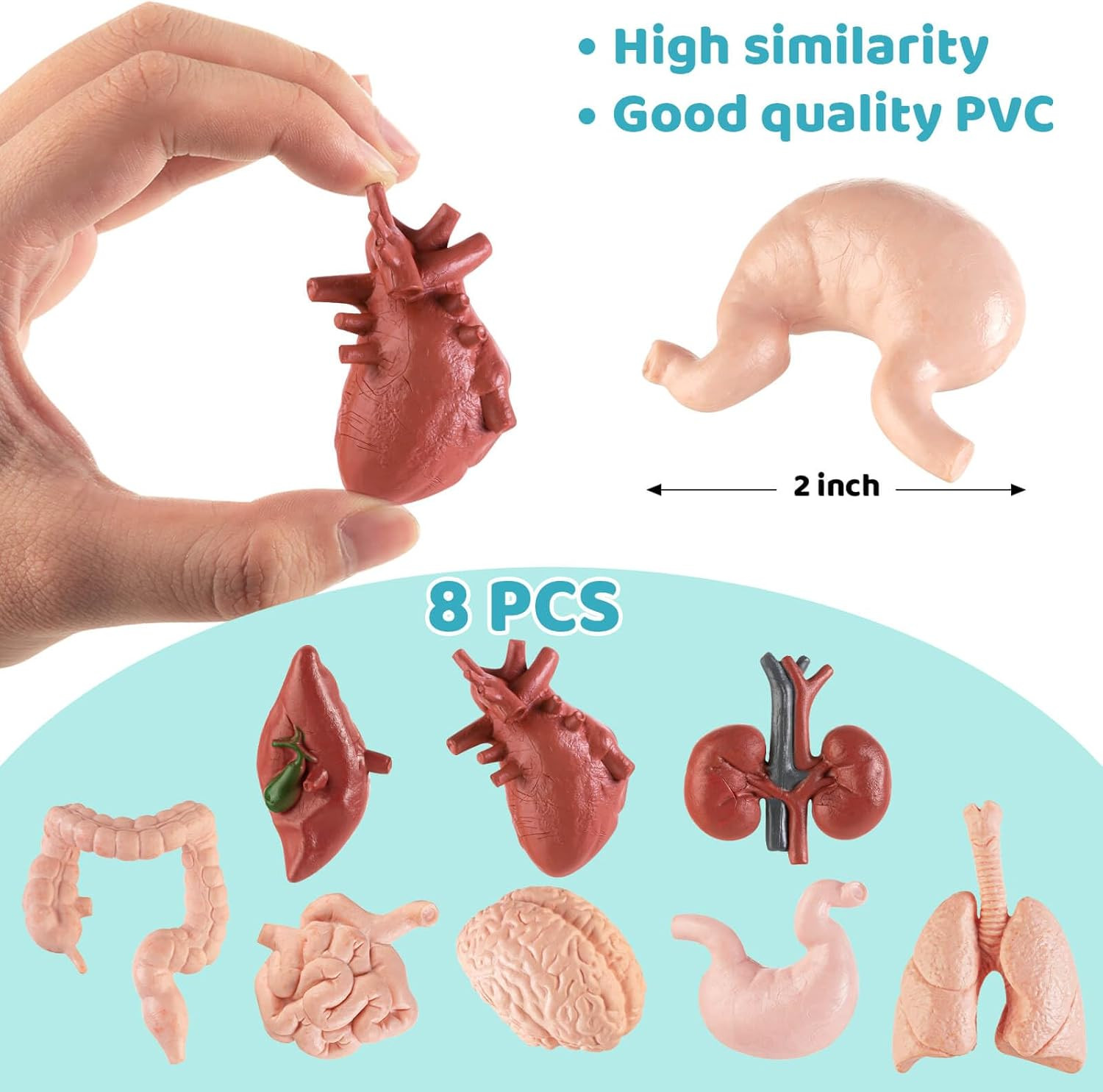 Mini Human Body Model for Kids, 8PCS Body Parts Sets Anatomy Toys, 3D Anatomy an