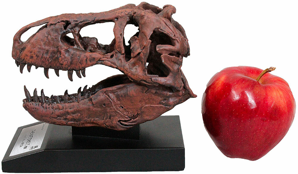 Tyrannosaurus Skull 1/10th Scale Smithsonian Licensed – The Nation’s T.rex