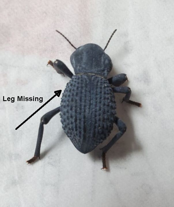 Flawed Blue Death Feigning Beatle (Group of 20!) WHOLESALE PRICE!