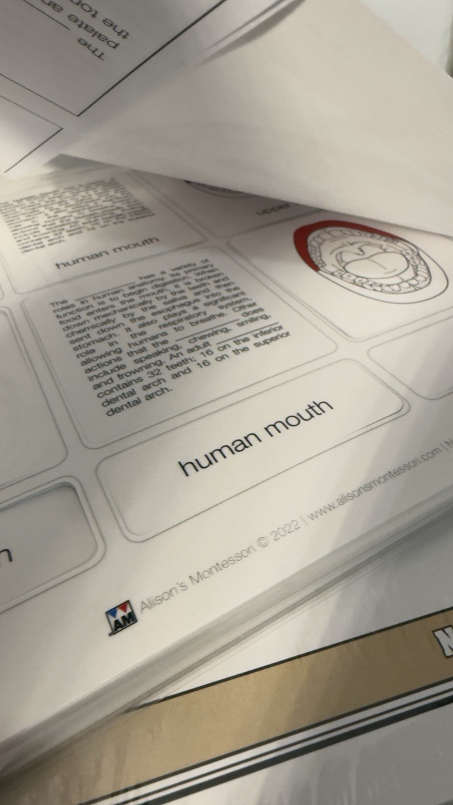 Montessori Nomenclature Cards White Blood Cell (3-6) (6-9) Human Mouth Parts 6-9