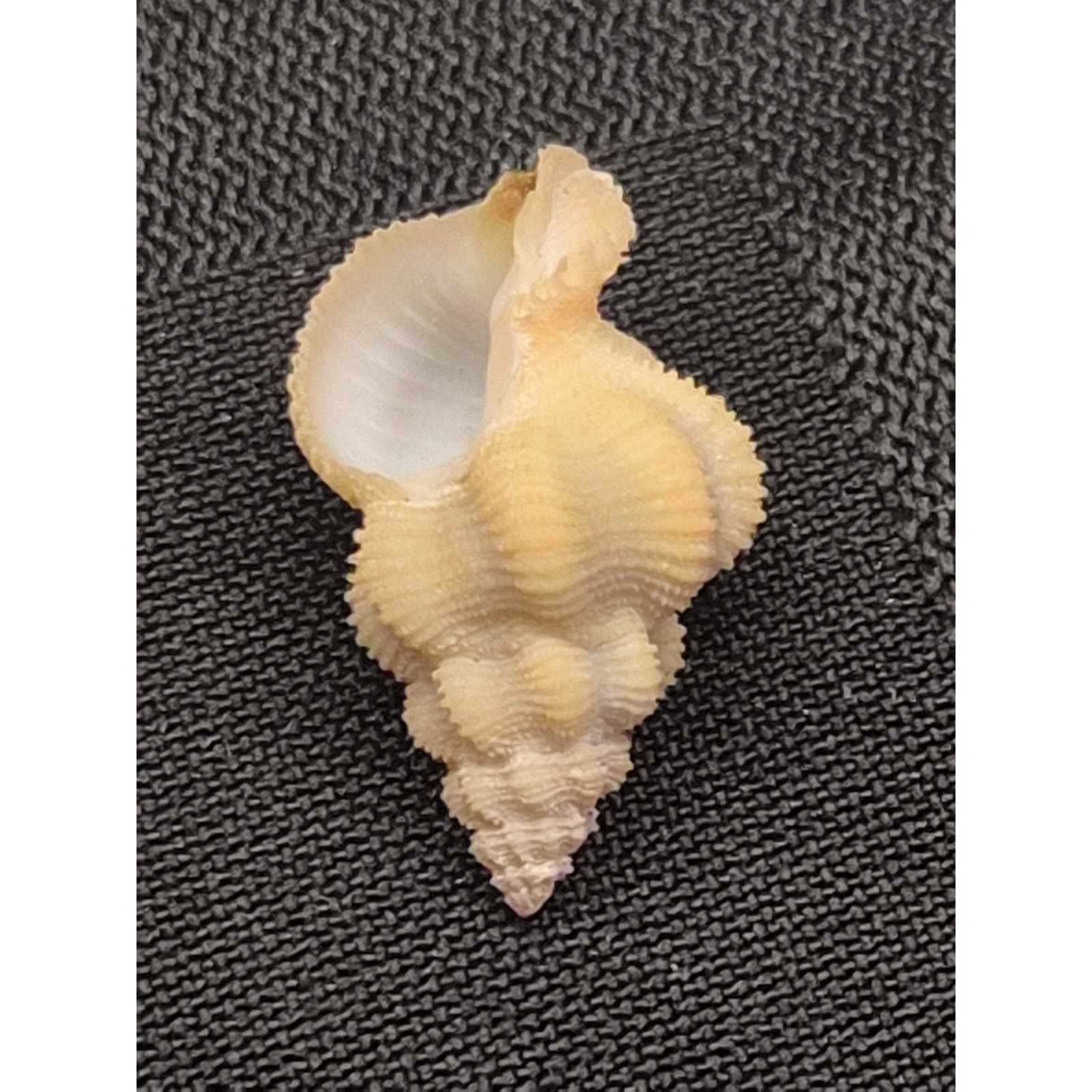 Latiaxis voremis Watson 22mm Seashell Bohol Philippines w/ Label