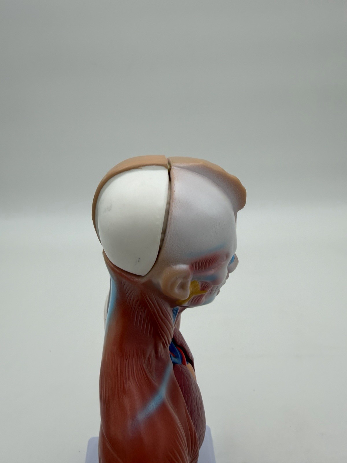 Human Body Model 11 inch 15 Pcs Removable 3D Human Torso NWOB