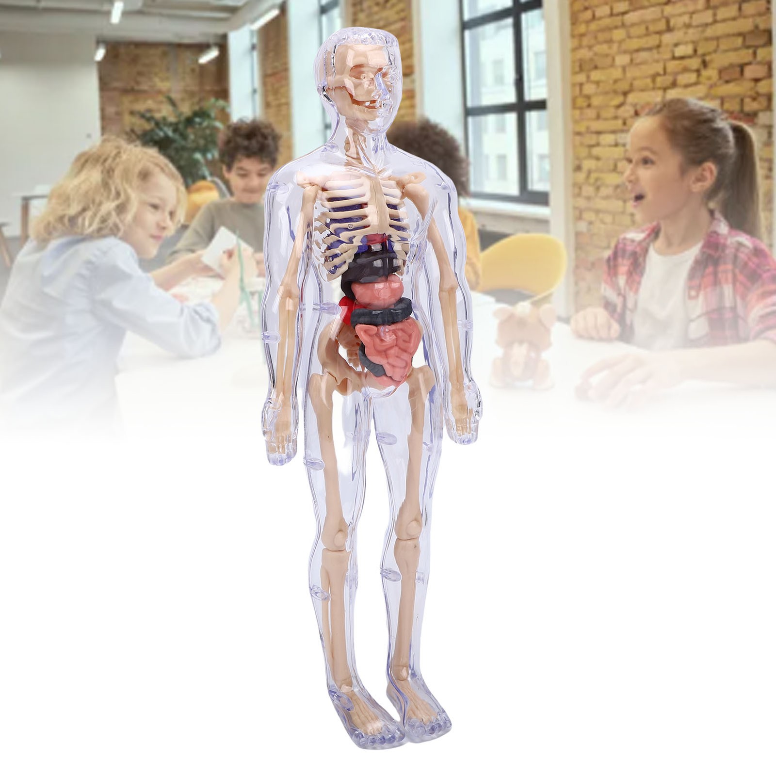 1-Clear Human Body Skeleton Model Kit 3D Human Anatomy Structure Model Kit