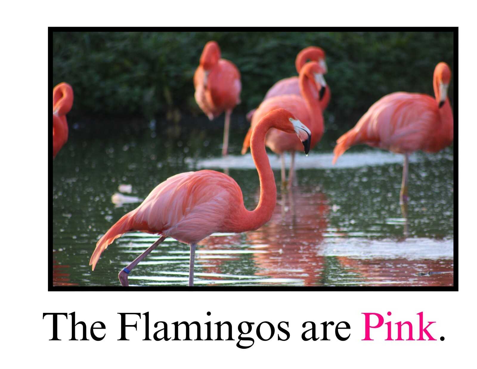 Pink | Piggley Wiggley Pink| LEARNING COLORS | Spiral Bound Picture Book