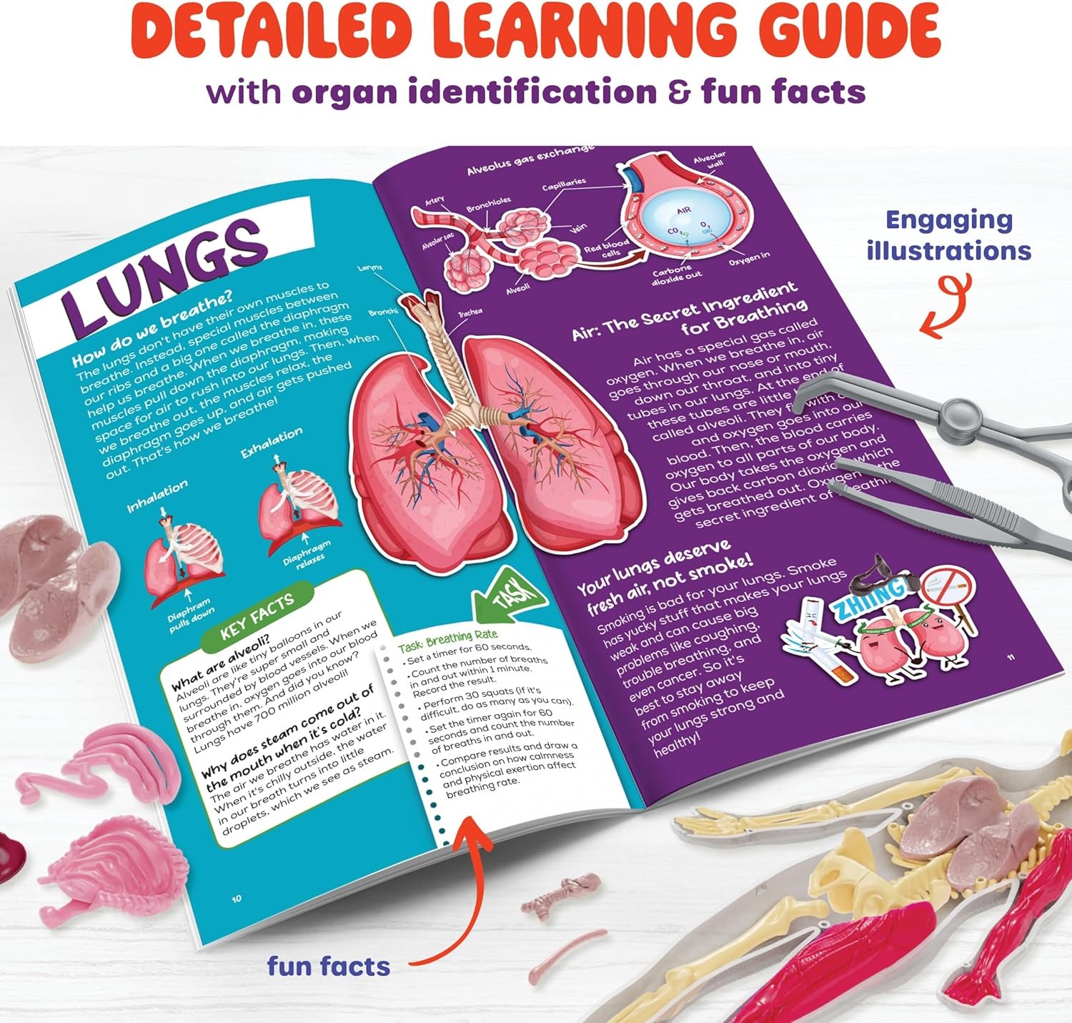 Dan&Darci Human Anatomy Squishy Body Model – Science Kits for Kids Ages 4-8 – ST