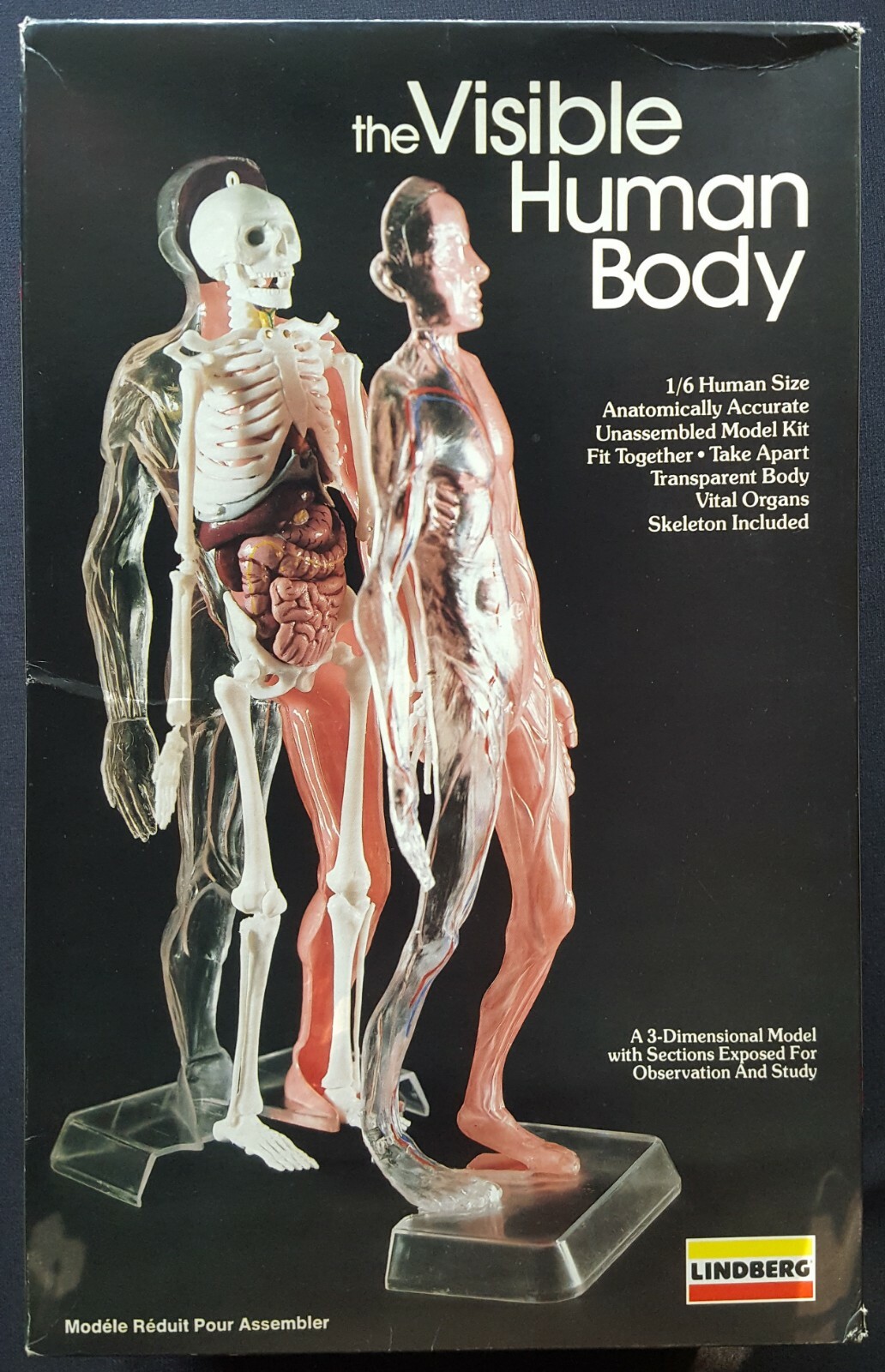 THE VISIBLE HUMAN BODY 1984 1/6 scale PLASTIC 3D MODEL KIT by LINDBERG