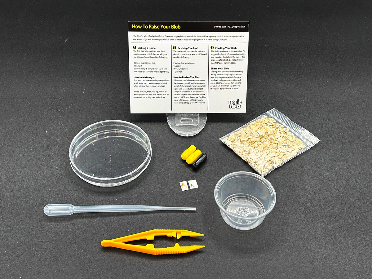 Slime Mold Educational Science Kit Physarum Polycephalum Study Project