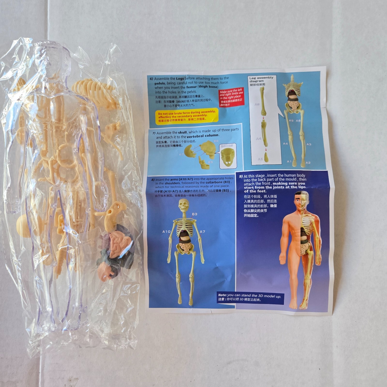 Human Anatomy Model Kit, 3D Detachable Body Parts Skeleton Viscera Organs
