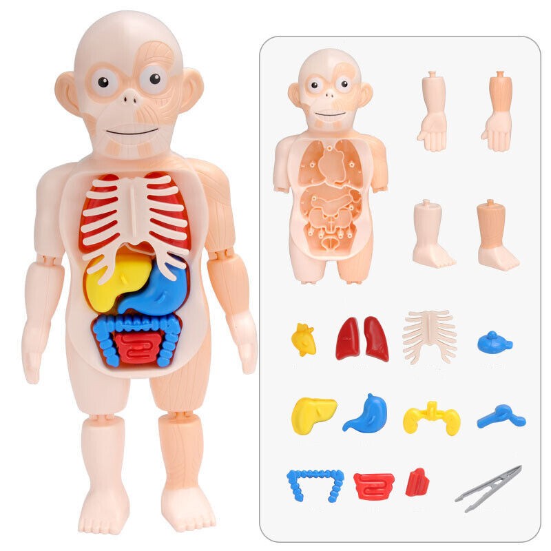 3D DIY Puzzle Human Body Anatomy Model Learning Organ Assembled Toy Body Organ a