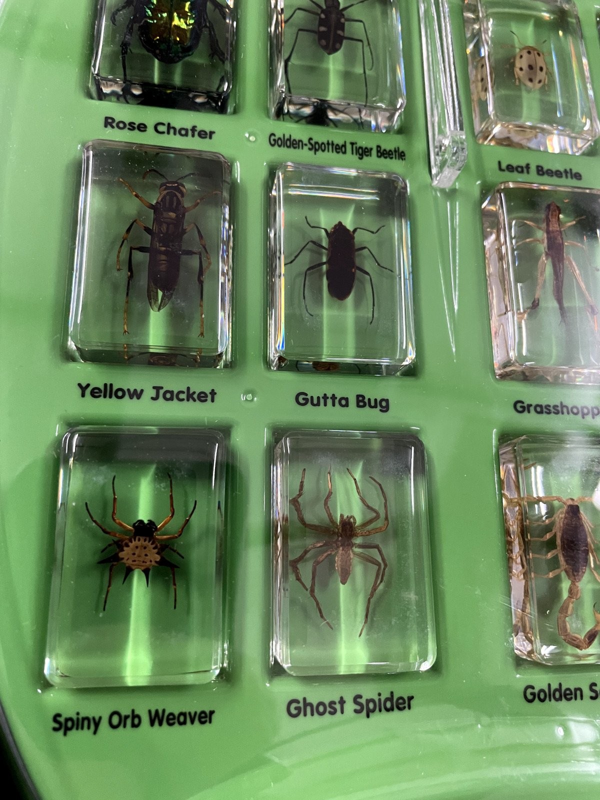 Lakeshore Learning Real Bugs Discovery Kit – 12 Actual Insect Specimens