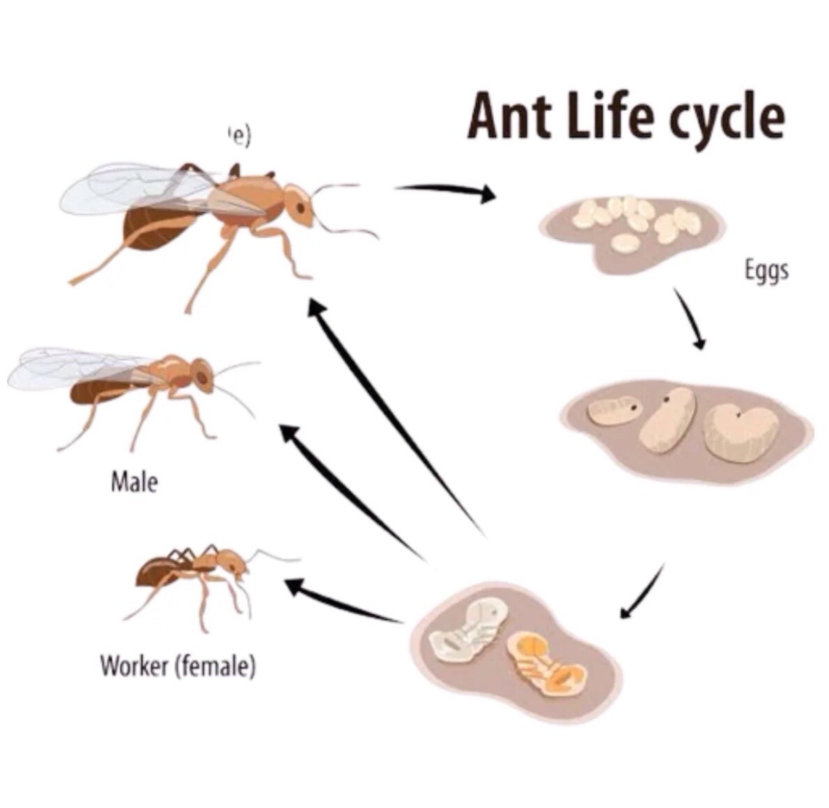 Single Chamber Ant Nest Founding For Queen & Small Colony $.99 With Any Purchase