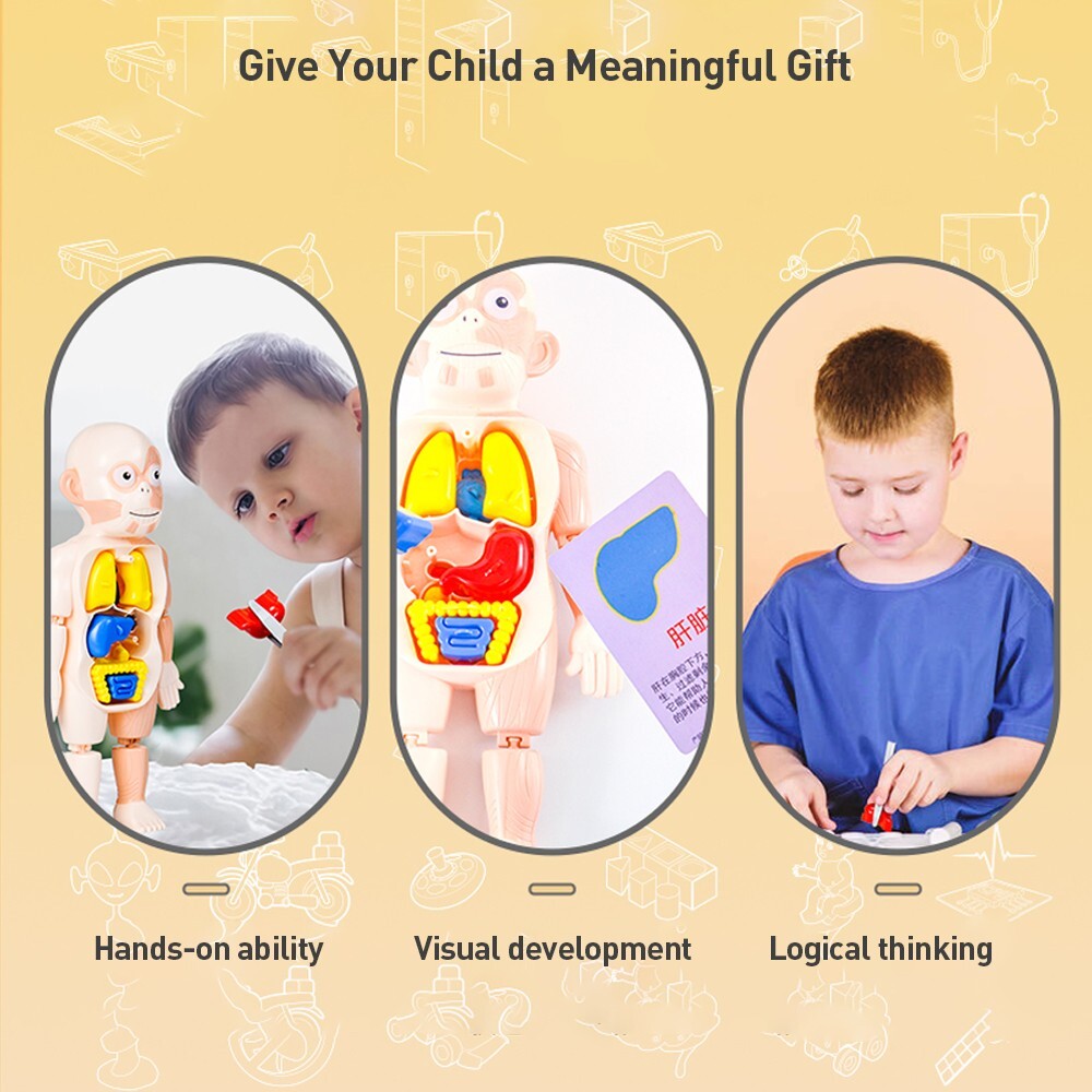 3D Human Body Organ Structure Anatomy Scientific Model Kit Education Toy for Kid