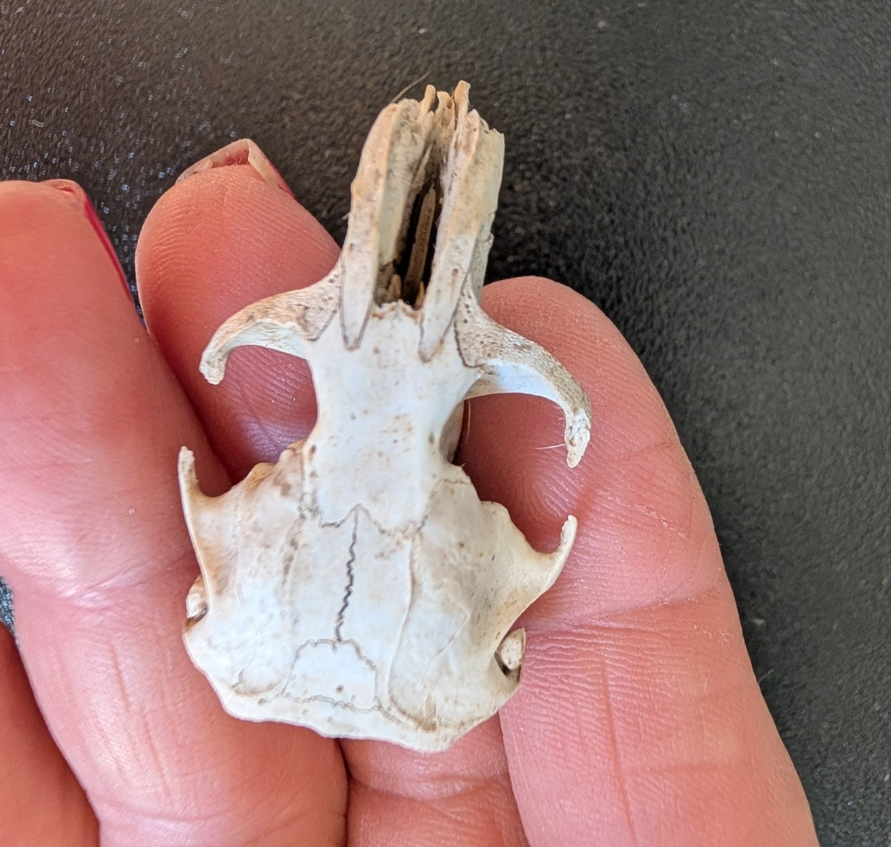 10 Owl Pellet Skulls with/without Braincases. Bone Brush/ Chart/Storage.