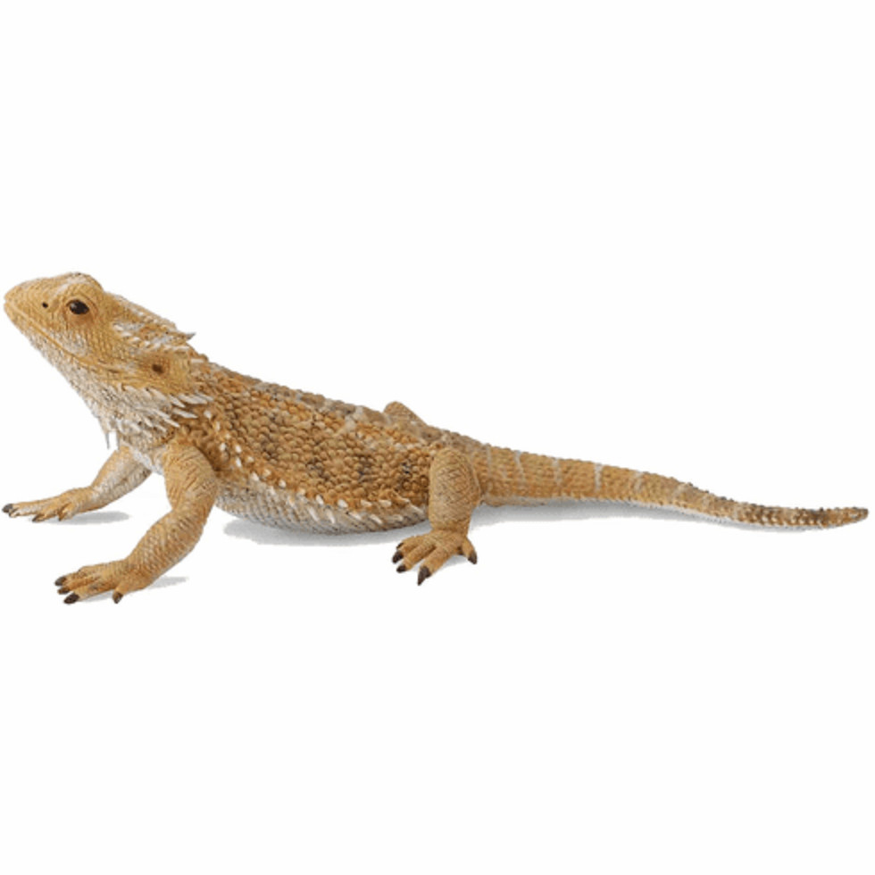 CollectA NIP * Bearded Dragon Lizard * 88567 Wildlife Pogona Model Toy Figurine